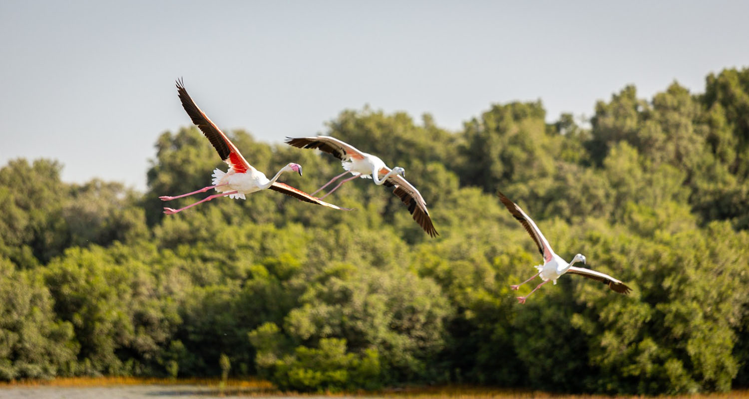 WhatsApp Image 2025-02-08 at 22.24.30 (1).jpeg